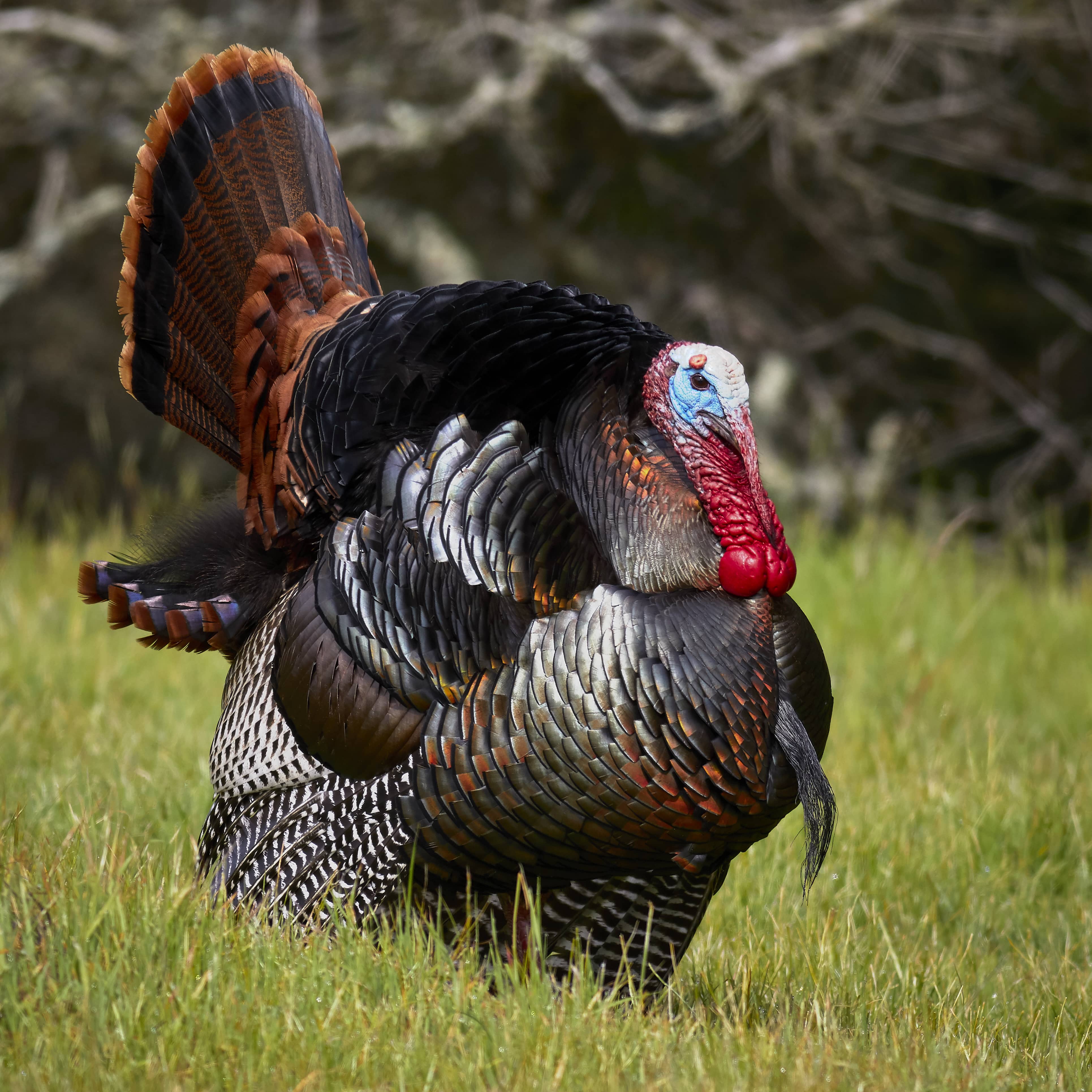 Illinois Public Lands Are Now Open For The Spring Season For Wild Turkey Hunting Newsradio Wjpf