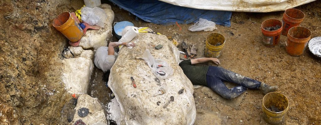 Duck-billed dinosaur may be one of many at Missouri site - Vimarsana News