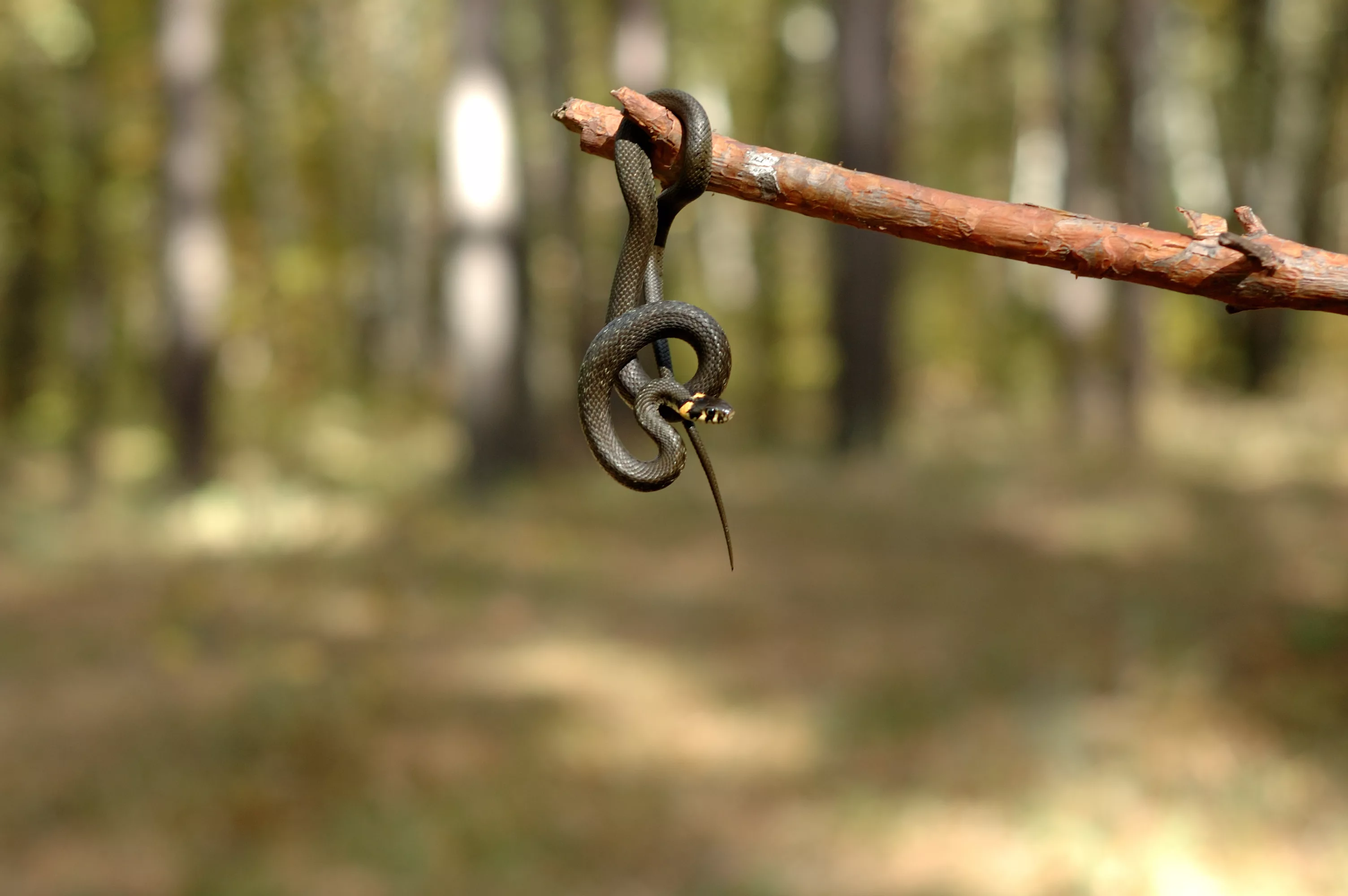 grasssnakehangingonastickinthewoods