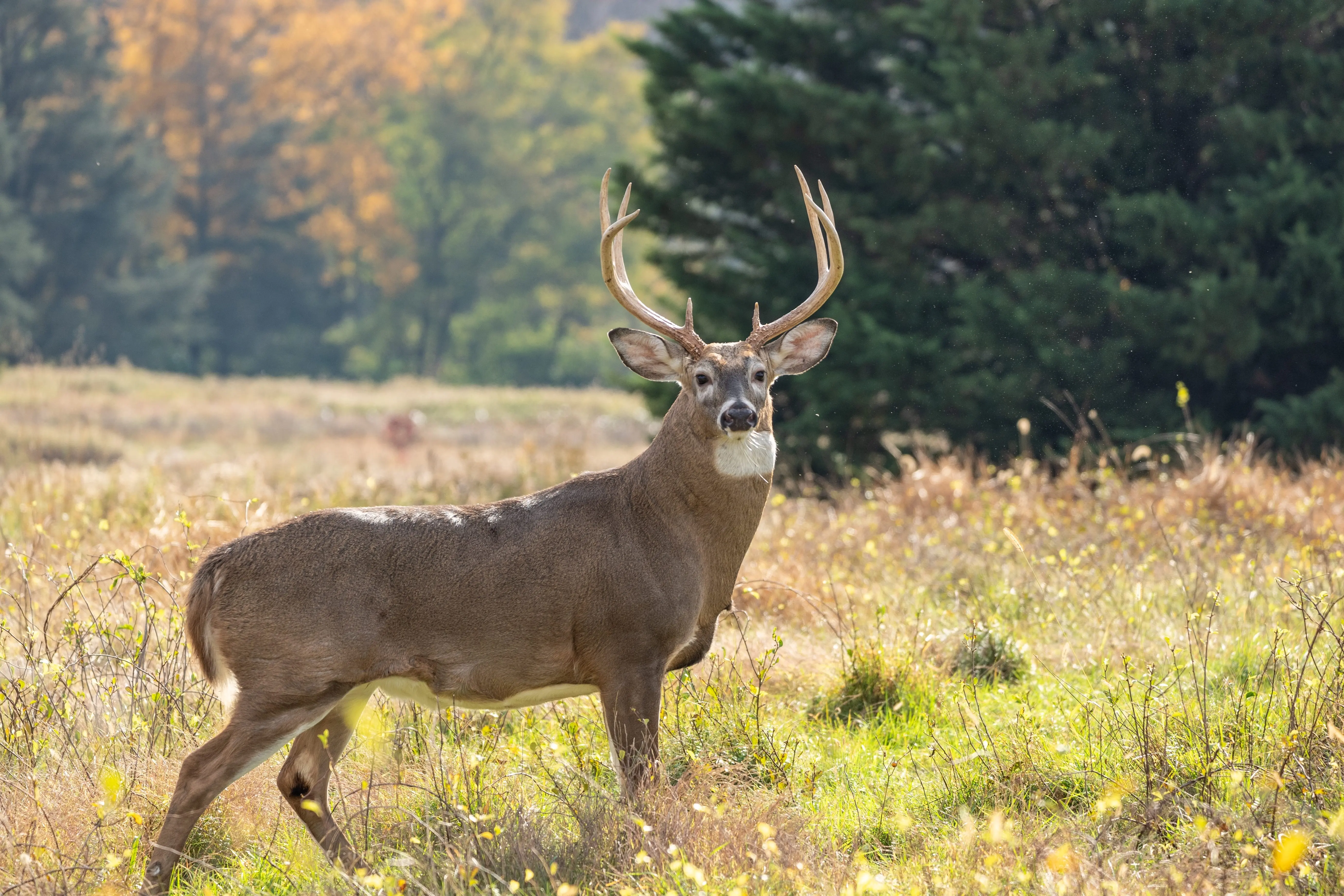 white-taileddeerodocoileusvirginianusbuckinautumn