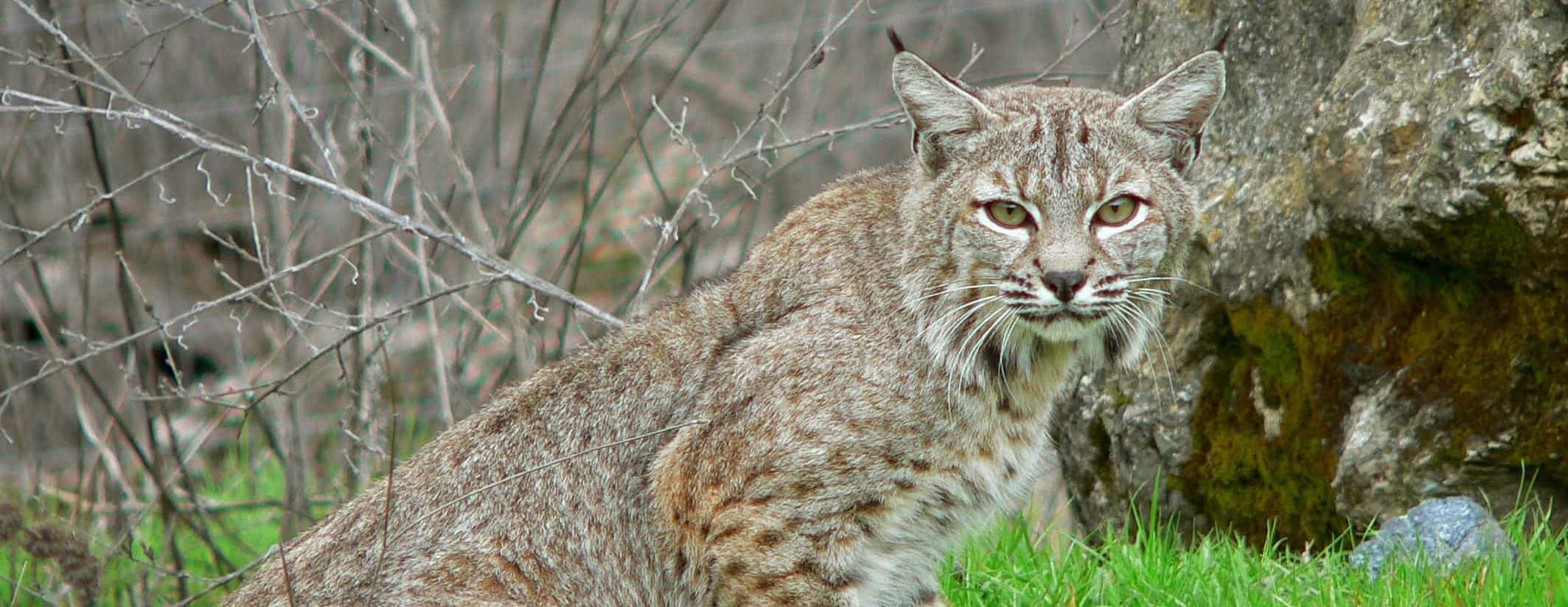 Illinois hunters take 306 bobcats WOOZ Marion, IL