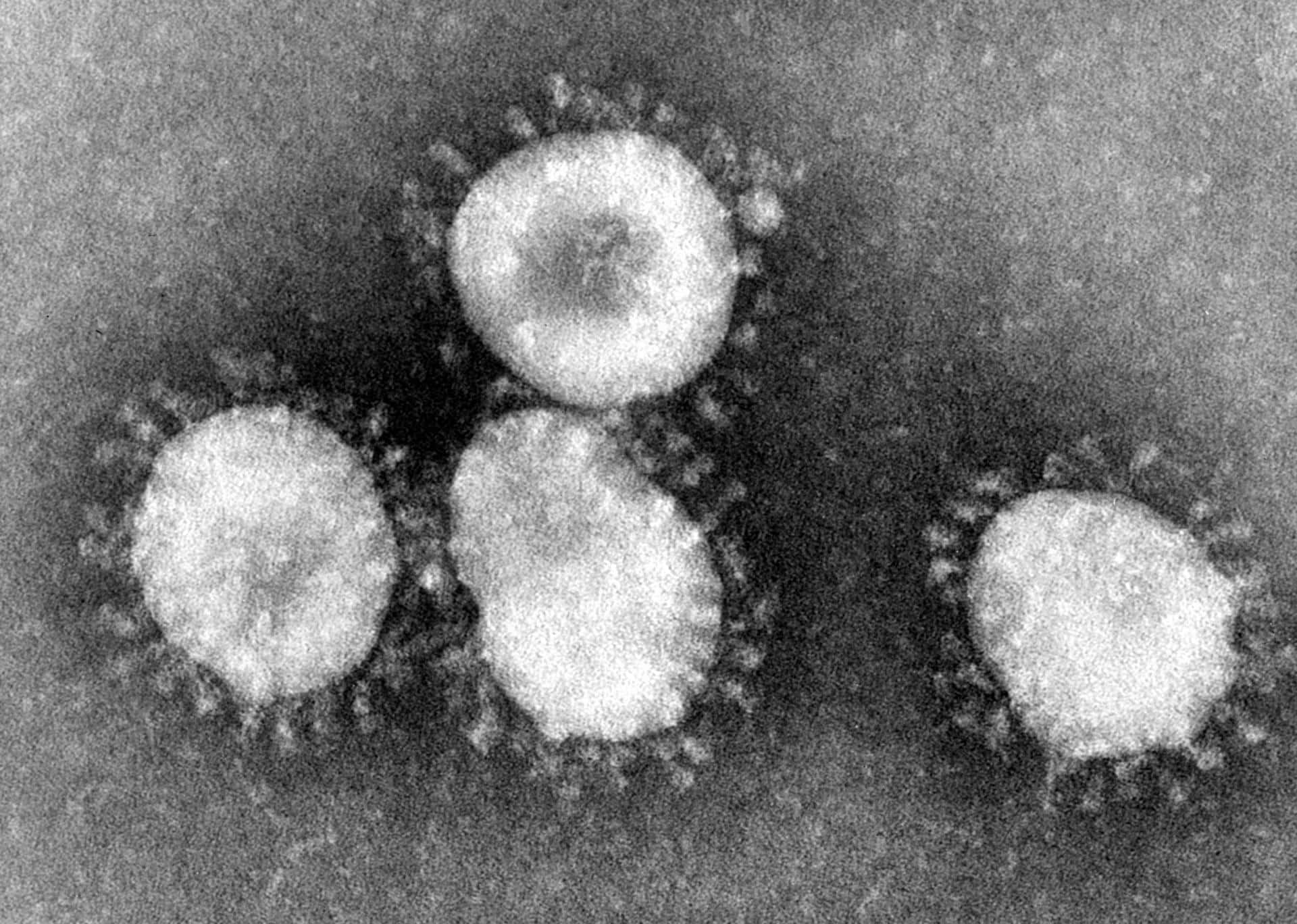 coronaviruses-jpg-2