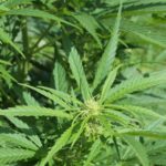 hemp-cannabis-jpg-19