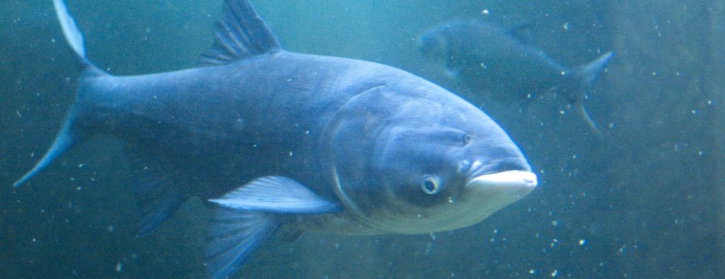 From 'carp' to 'copi': unpopular fish getting a makeover | WOOZ - Vimarsana News