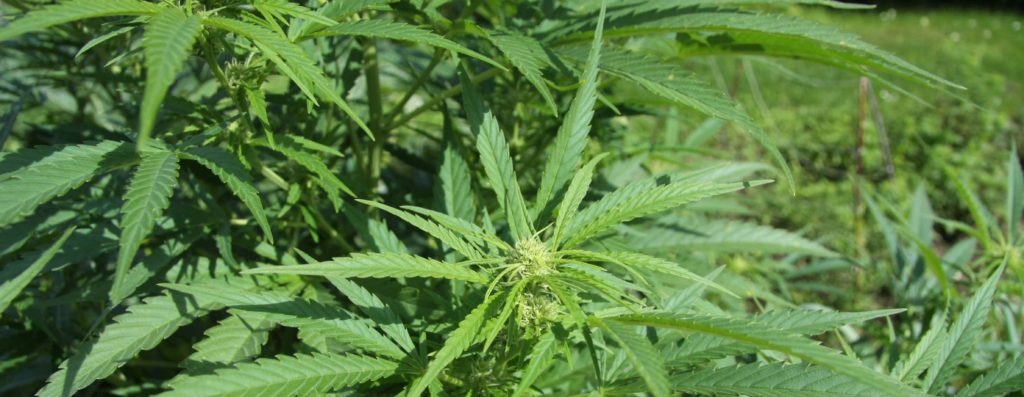 Missouri voters set to weigh in on recreational marijuana - Vimarsana News