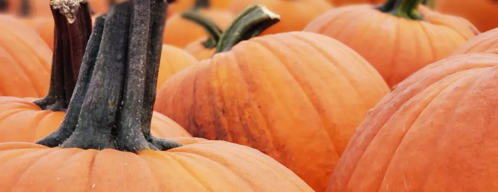 Halloween Color Fun Run Tonight - Vimarsana News