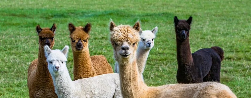 apanoramaofseveralalpacasonafarmonsan