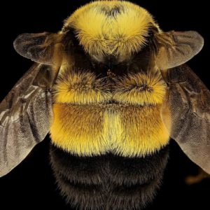 rusty-bumble-bee