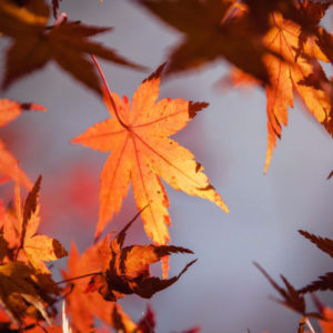 fall-leaves-stencil-blog-post