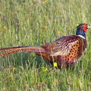 pheasant-blog-post-image