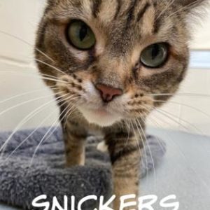 snickers-2