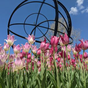 tulip-time-pella-2021