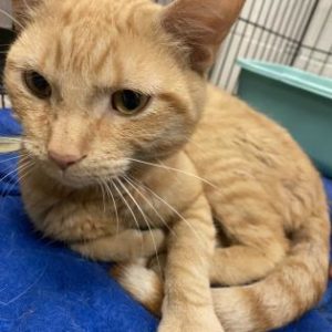 c71a1680-1d68-4fb3-8a5e-f0c1c330f7df