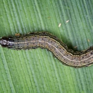 armyworm