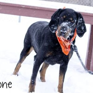 boone-kix-critter-12-28-21