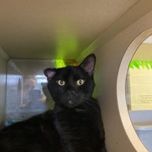 blackie-2
