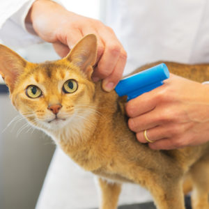 microchip-implant-by-cat