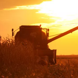 combine-operator-harvesting-corn-on-the-field-in-summer-evening