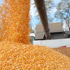 harvest-corn