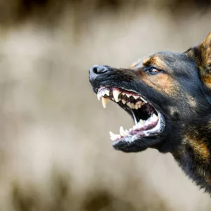 aggressive-dog-shows-dangerous-teeth-german-sheperd-attack-head-detail