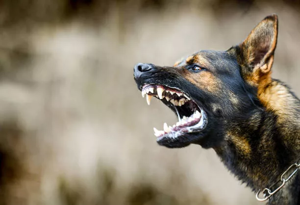 aggressive-dog-shows-dangerous-teeth-german-sheperd-attack-head-detail