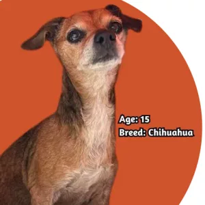 arl-mini-mac-profile