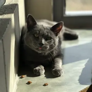 caesar-with-blip