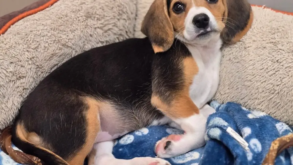 daphne
