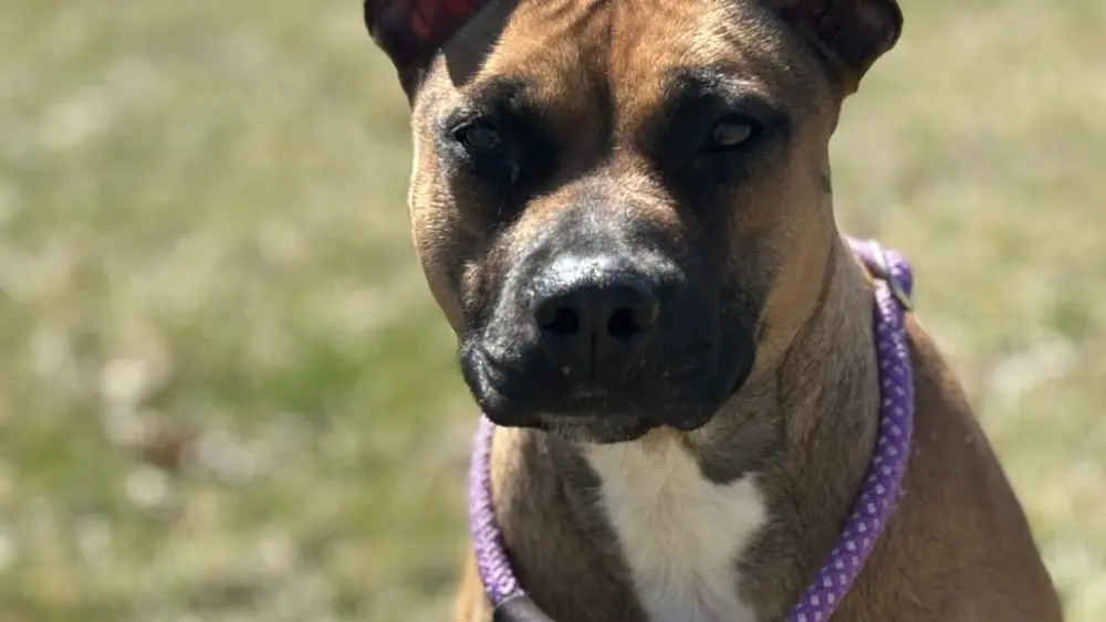 ruby-2