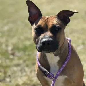 ruby-2