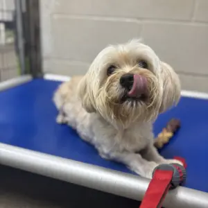 tophie