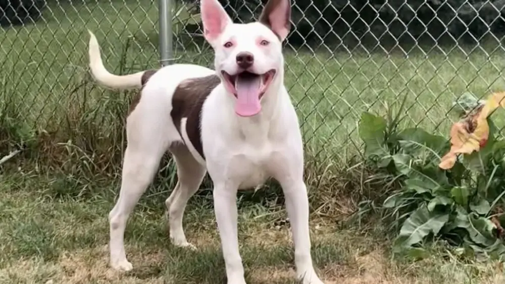 nova