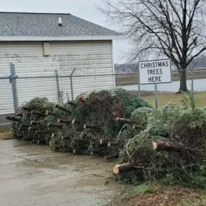 christmas-tree-drop-off