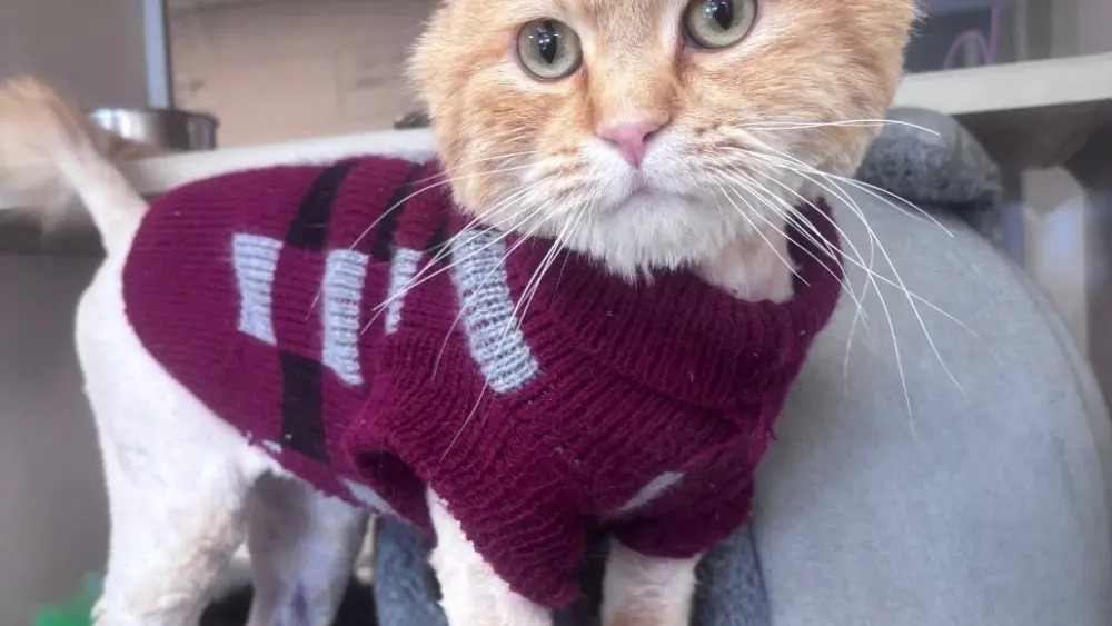 napoleon-with-sweater