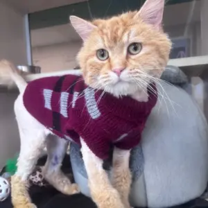 napoleon-with-sweater