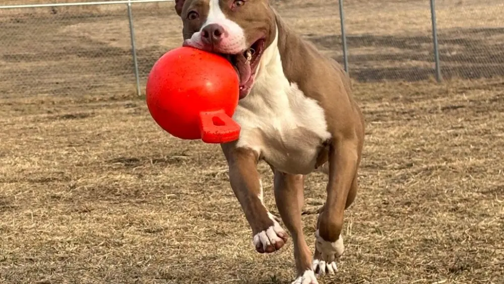 aubrey-with-her-ball