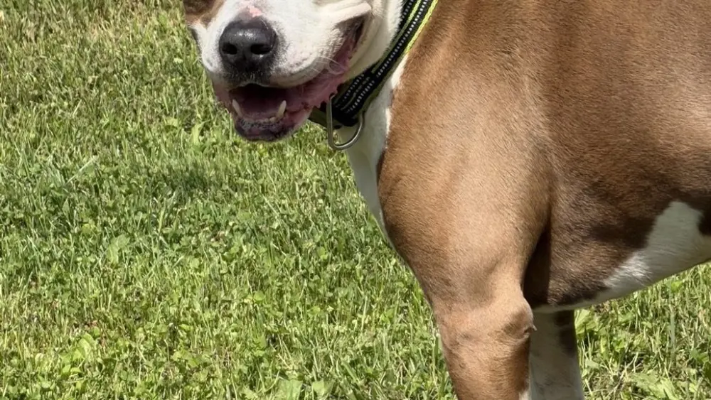 rico