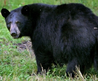 blackbear1
