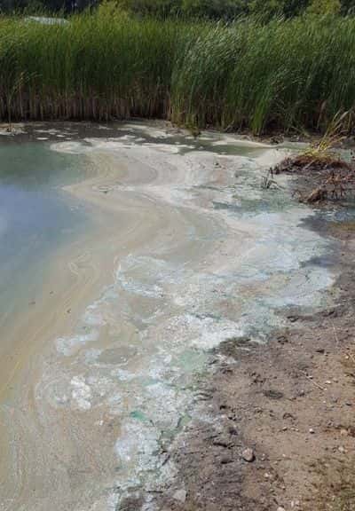 blue-green-algae-1