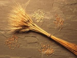 wheat-usda-photo