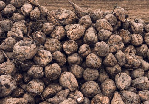 sugar-beets