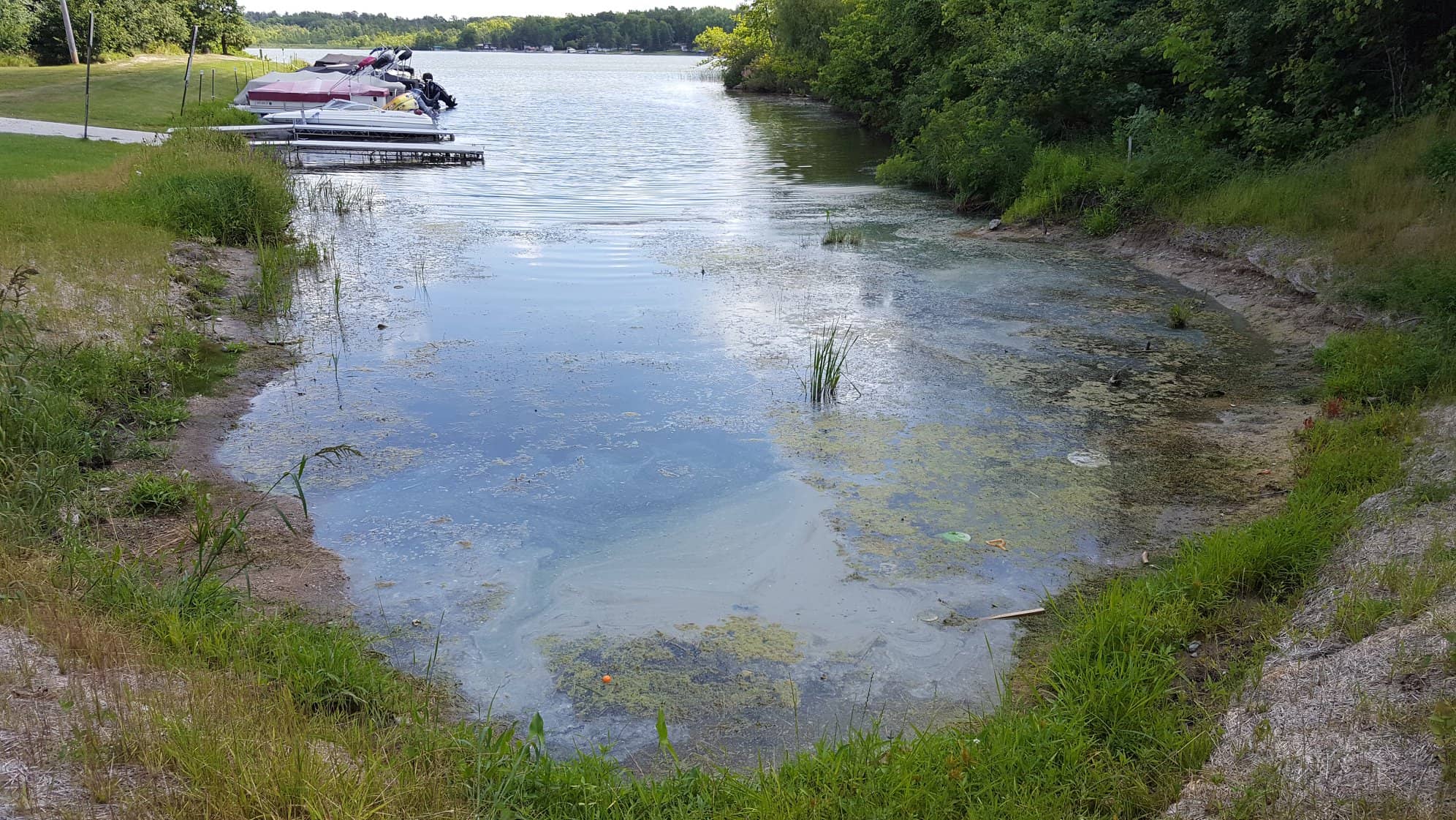 blue-green-algae-2