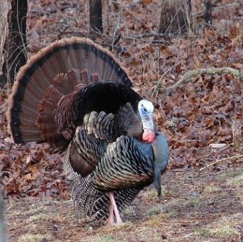 turkey-season