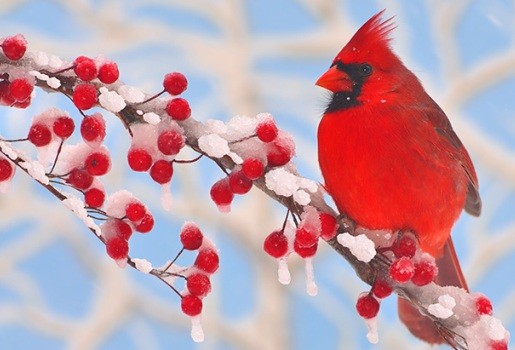 bird-count-4