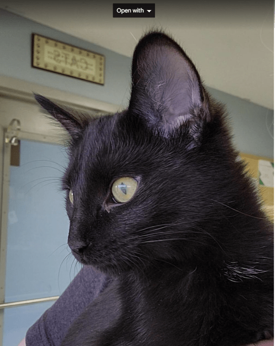 peach-pet-of-the-week