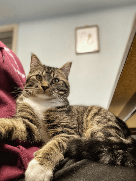 pet-of-the-week-garth-1117081