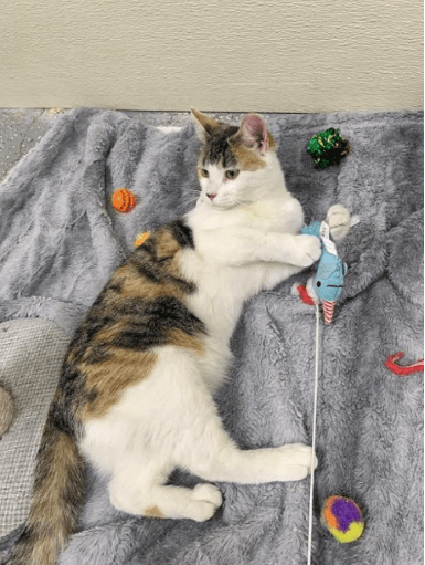 pet-of-the-week-mildred621580