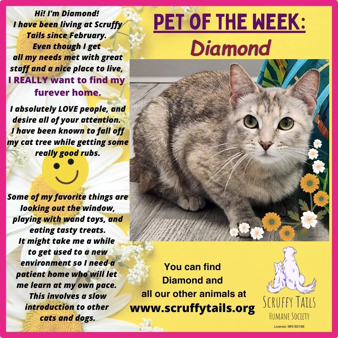 pet_of_the_week_diamond191001