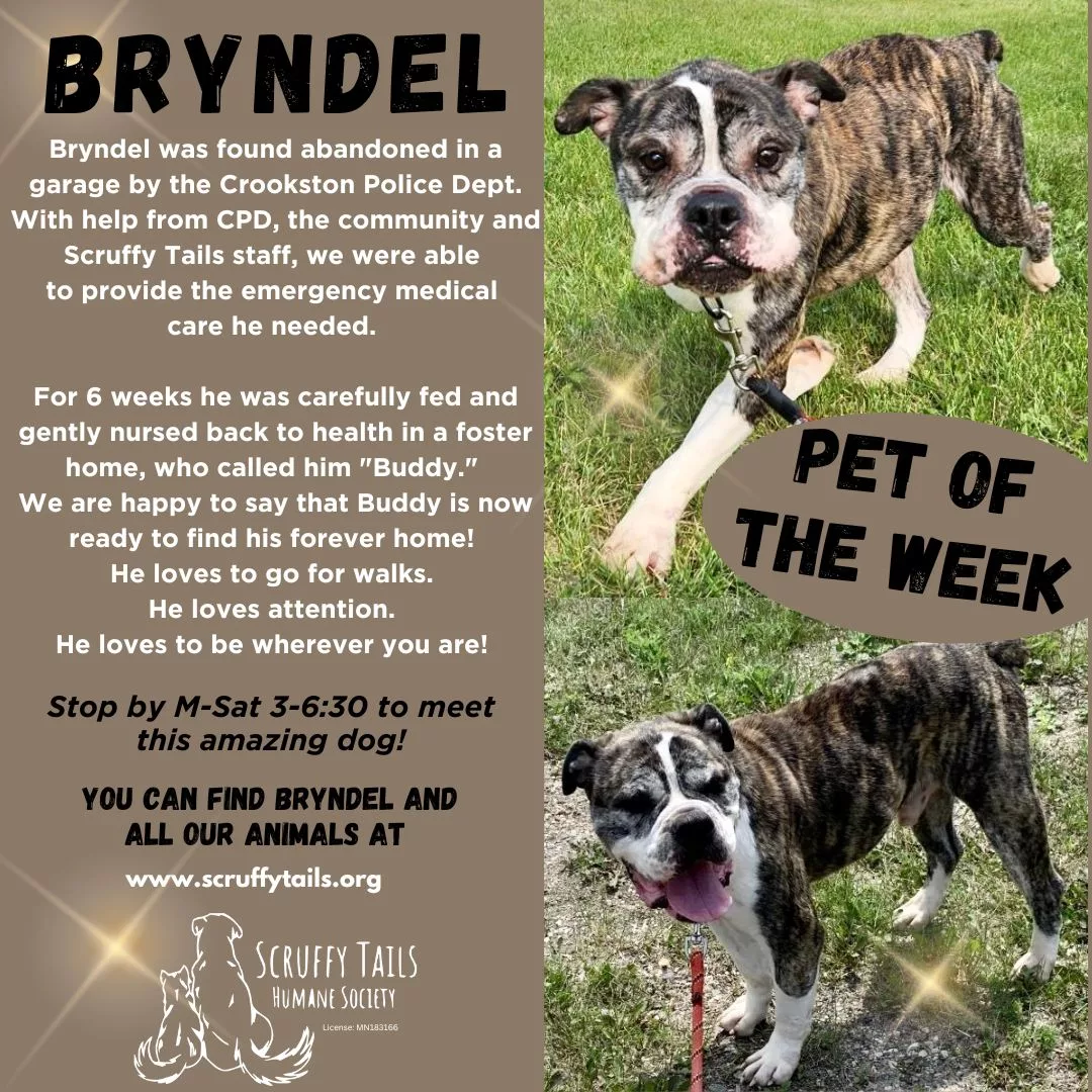 pet-of-the-week-bryndel572514