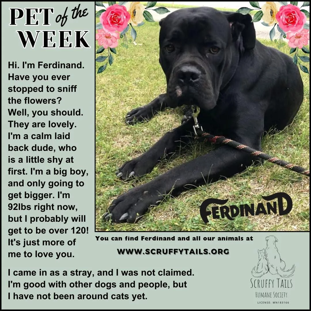 pet-of-the-week-ferdinand438940
